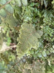Hymenophyllum frankliniae