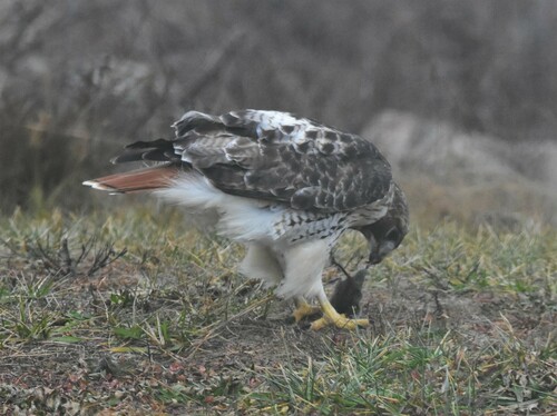 Red-tailed Hawk photographed in Massachusetts