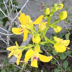 Eulophia speciosa