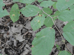 Hormaphis hamamelidis
