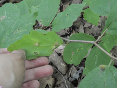 Hormaphis hamamelidis