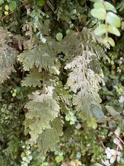 Hymenophyllum frankliniae