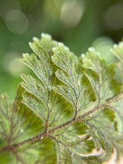 Hymenophyllum frankliniae