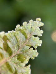 Hymenophyllum frankliniae