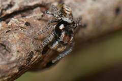 Maratus plumosus