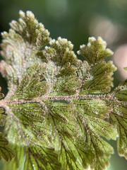 Hymenophyllum frankliniae