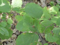 Hormaphis hamamelidis