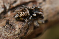 Maratus plumosus