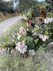 Arctostaphylos refugioensis