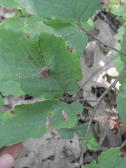 Hormaphis hamamelidis