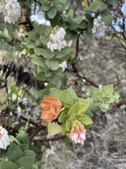 Arctostaphylos refugioensis