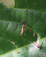Diptera