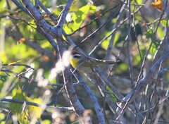 Basileuterus rufifrons