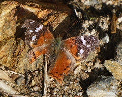Hypanartia trimaculata