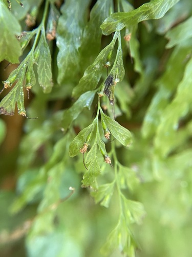 Veined Bristle Fern (Trichomanes venosum)