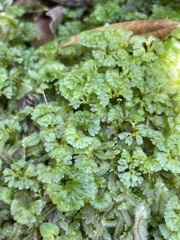Hymenophyton
