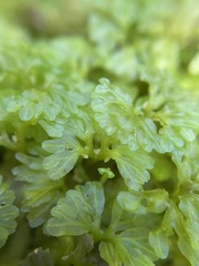 Hymenophyton