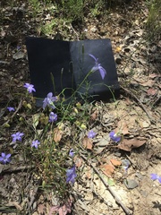 Wahlenbergia multicaulis