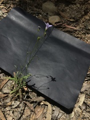 Wahlenbergia multicaulis