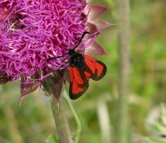 Zygaena osterodensis