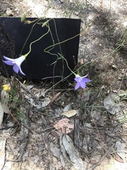 Wahlenbergia multicaulis