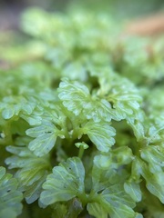 Hymenophyton