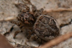 Maratus plumosus