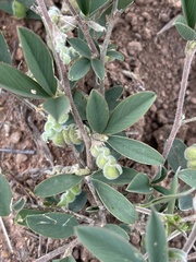 Ptycholobium plicatum