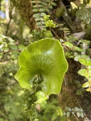 Hymenophyllum nephrophyllum