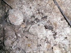 Steatoda bipunctata