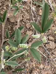 Ptycholobium plicatum