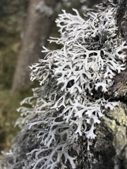 Pseudevernia consocians