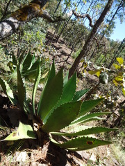 Agave maximiliana