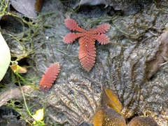 Azolla pinnata