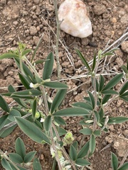 Ptycholobium plicatum