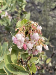 Arctostaphylos refugioensis