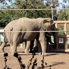 Elephantidae