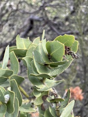Arctostaphylos refugioensis