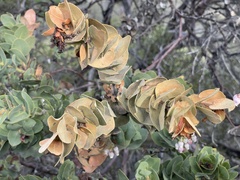Arctostaphylos refugioensis