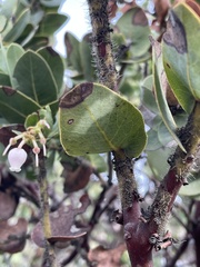 Arctostaphylos refugioensis