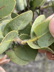 Arctostaphylos refugioensis