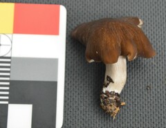 Lyophyllaceae