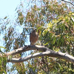 Accipiter cirrocephalus