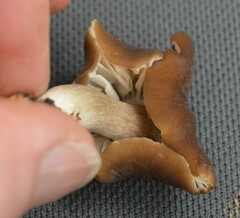 Lyophyllaceae