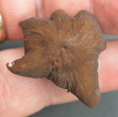 Lyophyllaceae