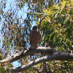 Accipiter cirrocephalus