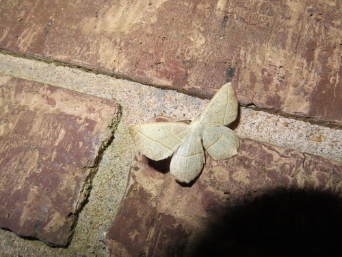 Confused Eusarca Moth photo 4