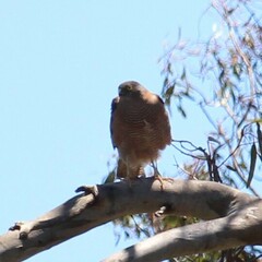 Accipiter cirrocephalus