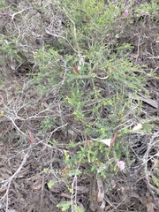 Melaleuca thymifolia