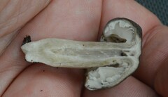 Lyophyllaceae